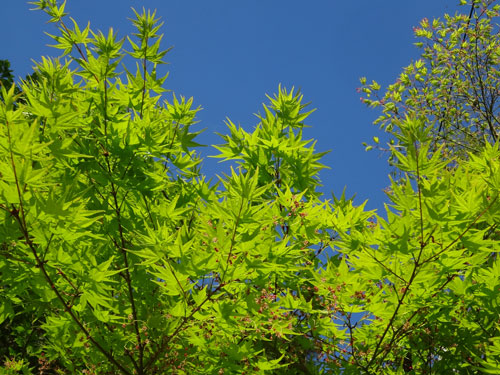 太陽の光に透けるもみじの新緑が綺麗ですよね・・・