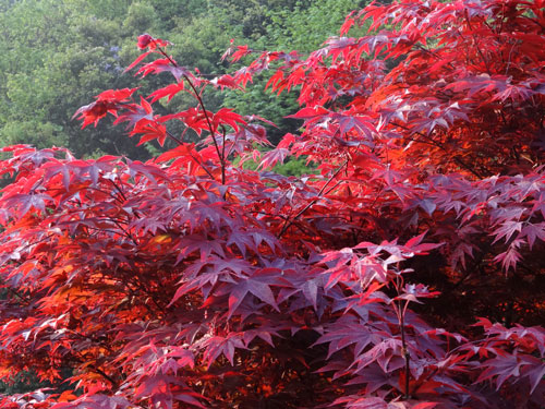 野村もみじは新芽から赤い葉をつけます